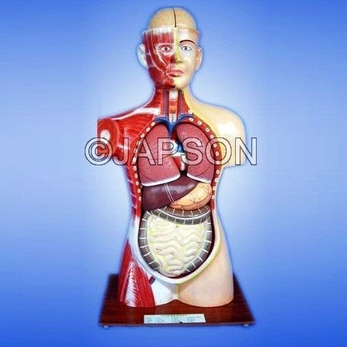 Human Model Torso, Full size, 9 Parts Human Model Torso, Full size, 9 Parts
